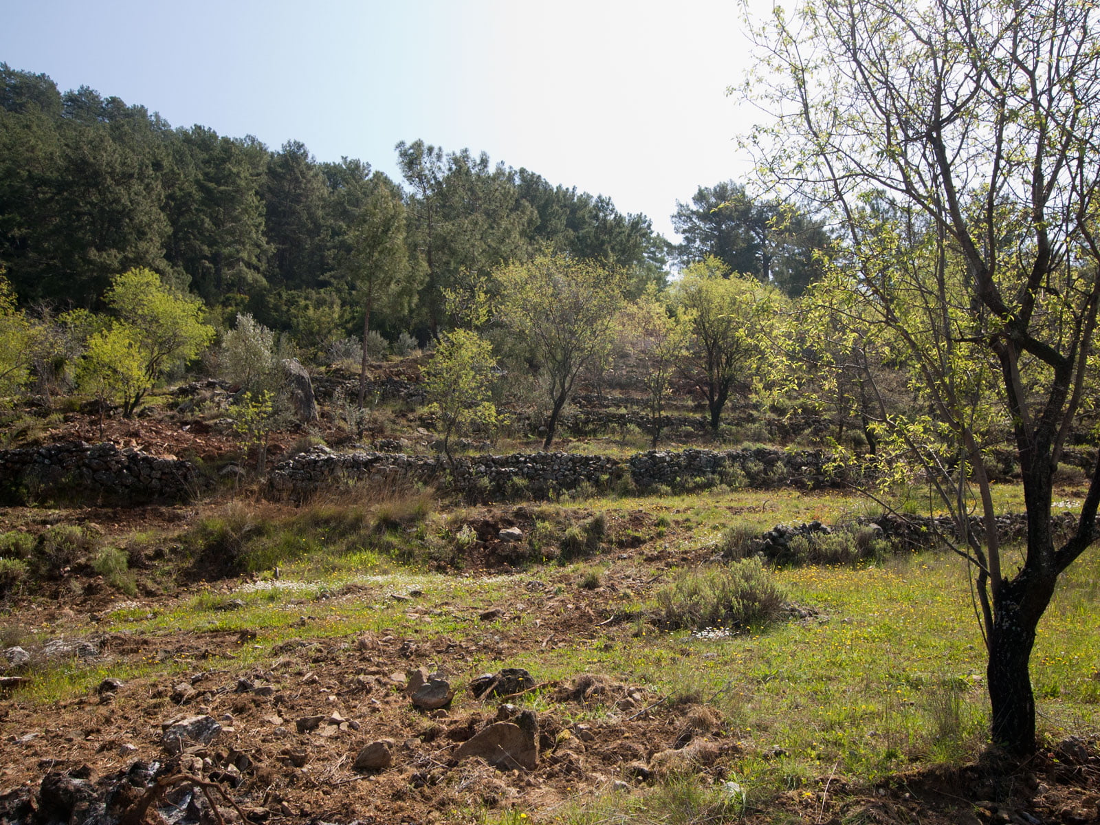 gokceovacik 104 5 gocek renals 18