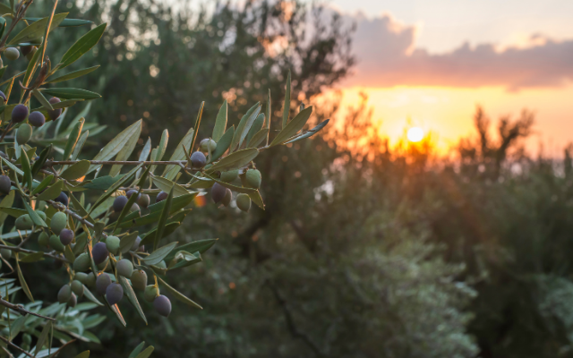 olive garden kabak